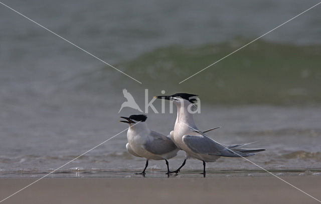 Grote Stern (Sterna sandvicensis)