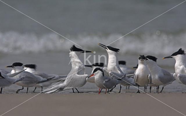 Grote Stern (Sterna sandvicensis)