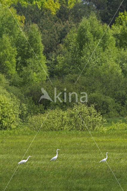 Grote zilverreiger (Casmerodius albus)