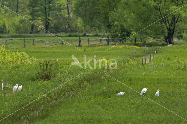 Grote zilverreiger (Casmerodius albus)