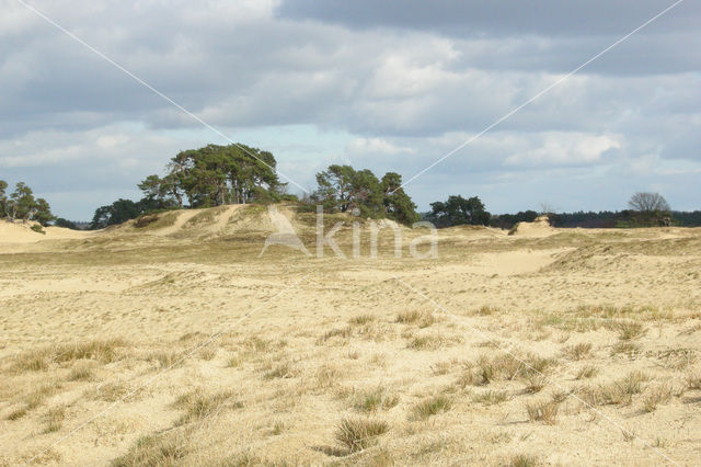 Grove den (Pinus sylvestris)