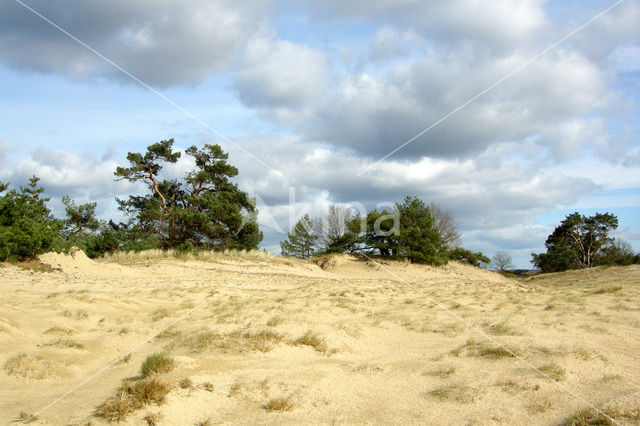 Grove den (Pinus sylvestris)