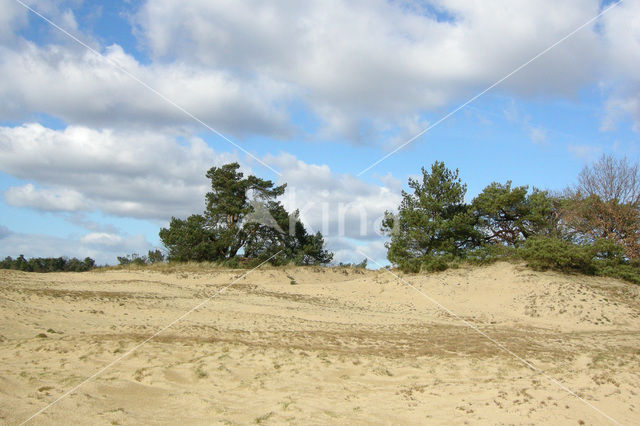 Grove den (Pinus sylvestris)