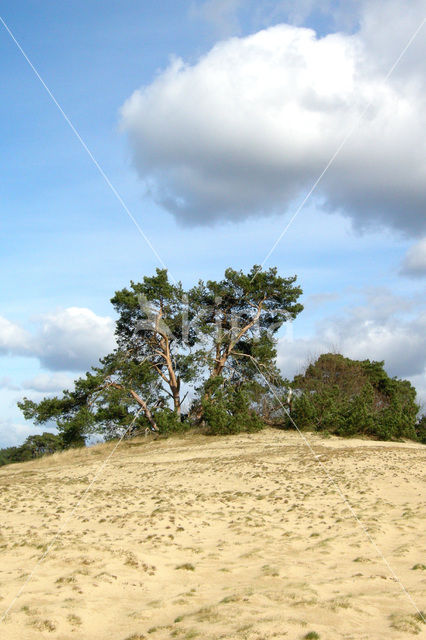 Grove den (Pinus sylvestris)