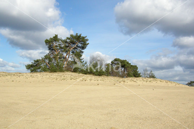 Grove den (Pinus sylvestris)