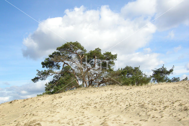 Grove den (Pinus sylvestris)