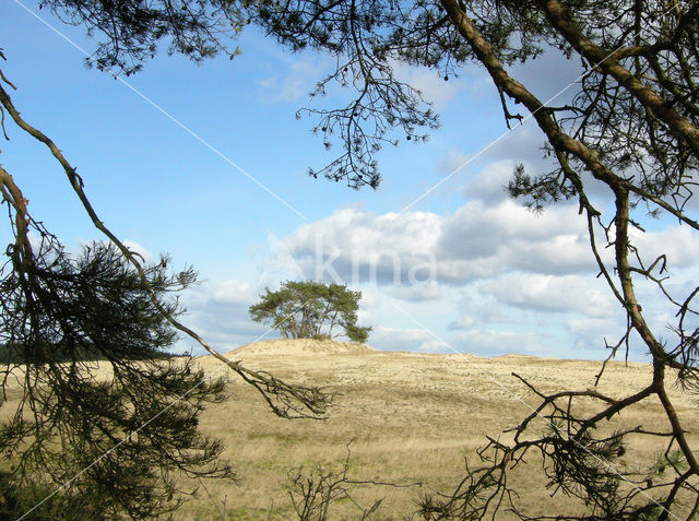 Grove den (Pinus sylvestris)