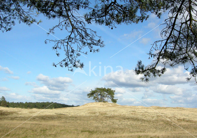 Grove den (Pinus sylvestris)