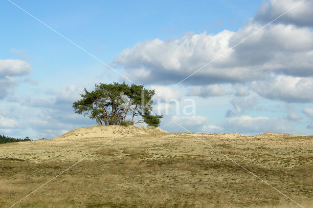 Grove den (Pinus sylvestris)