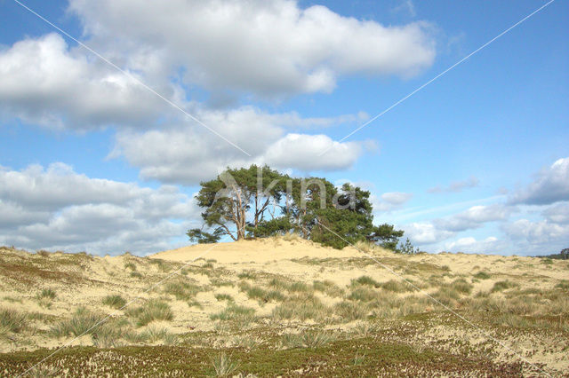 Grove den (Pinus sylvestris)