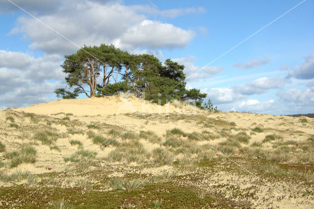 Grove den (Pinus sylvestris)