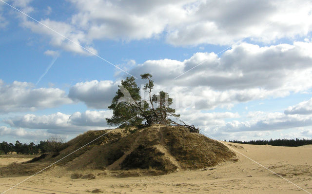 Grove den (Pinus sylvestris)