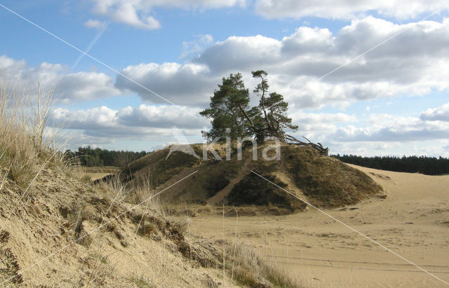 Grove den (Pinus sylvestris)