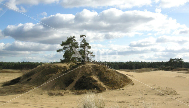 Grove den (Pinus sylvestris)