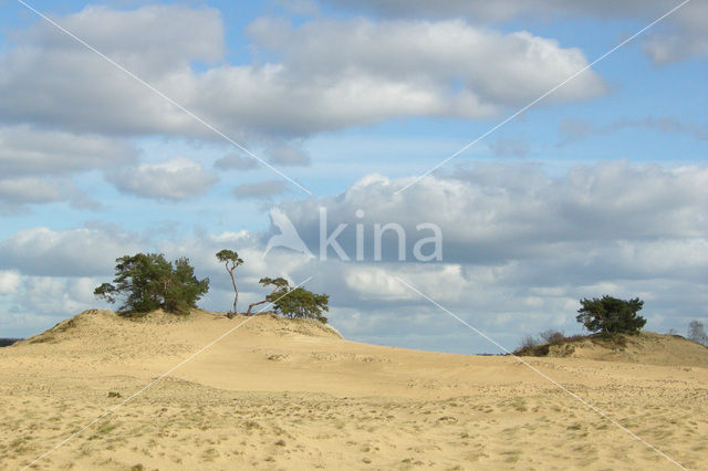 Grove den (Pinus sylvestris)