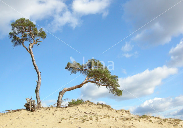 Grove den (Pinus sylvestris)