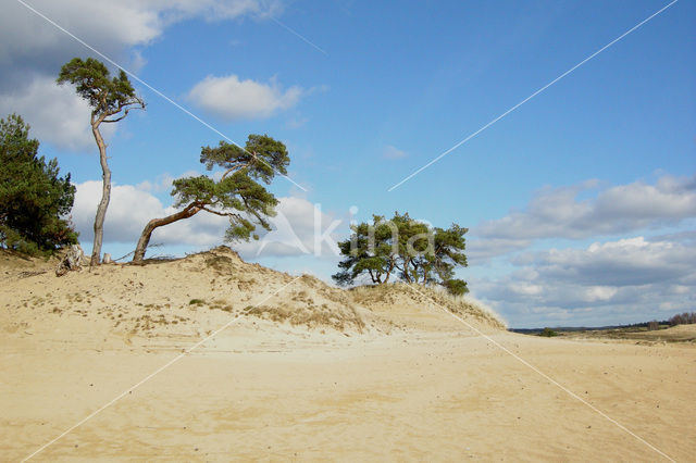 Grove den (Pinus sylvestris)