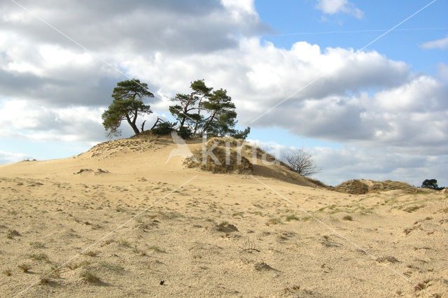 Grove den (Pinus sylvestris)