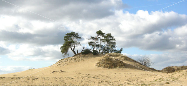 Grove den (Pinus sylvestris)