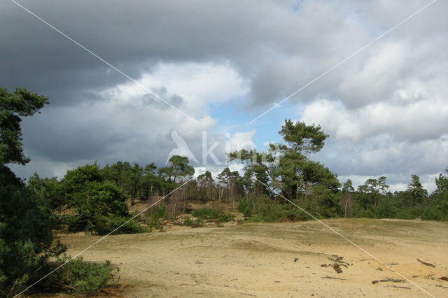 Grove den (Pinus sylvestris)