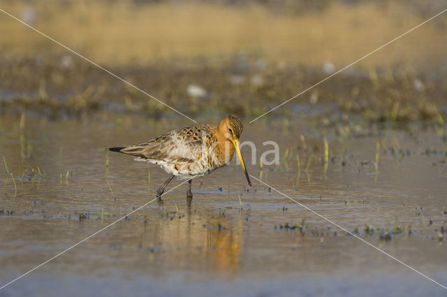 Grutto (Limosa limosa)