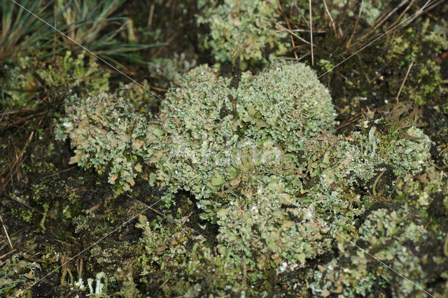 Hamerblaadje (Cladonia strepsilis)