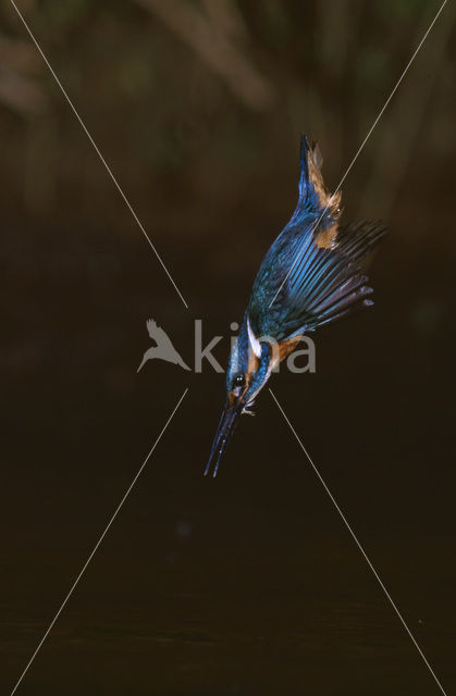 IJsvogel (Alcedo atthis)