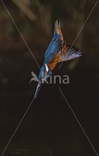 IJsvogel (Alcedo atthis)