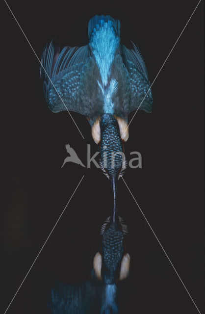 IJsvogel (Alcedo atthis)