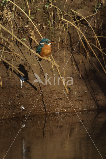 IJsvogel (Alcedo atthis)