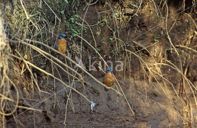 IJsvogel (Alcedo atthis)