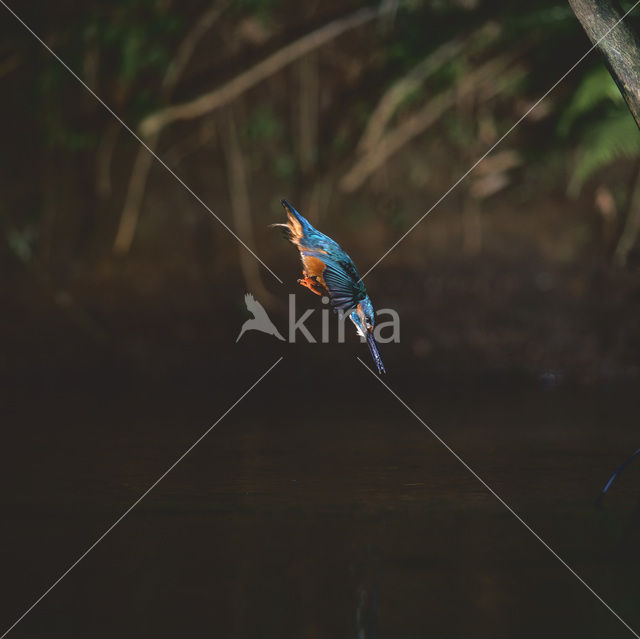 IJsvogel (Alcedo atthis)