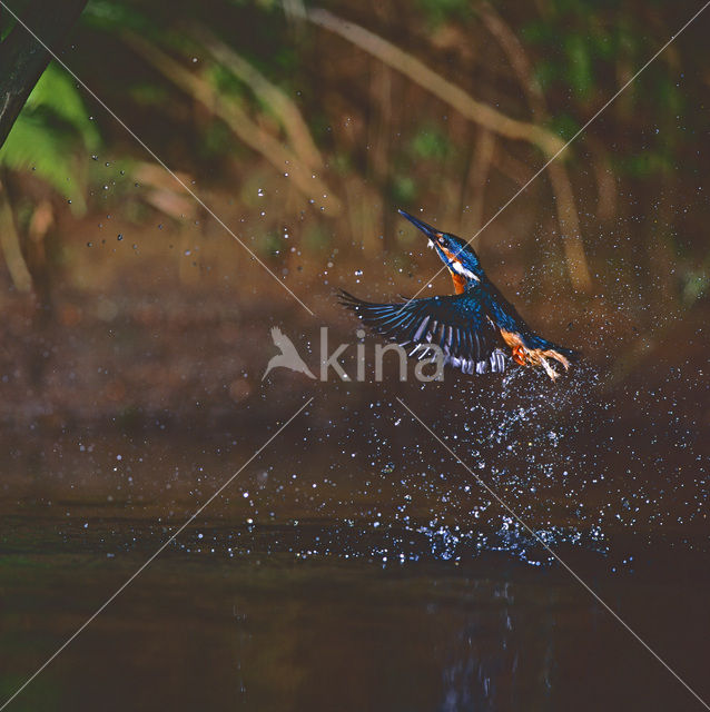 IJsvogel (Alcedo atthis)