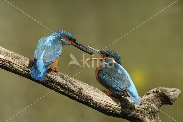 IJsvogel (Alcedo atthis)