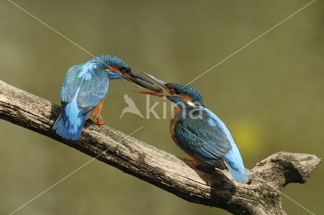 IJsvogel (Alcedo atthis)