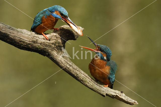 IJsvogel (Alcedo atthis)