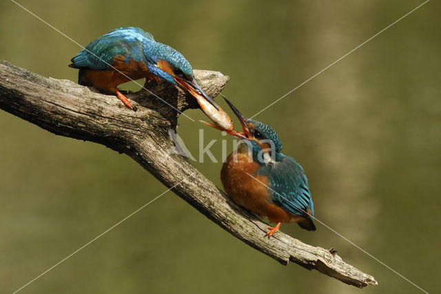 IJsvogel (Alcedo atthis)