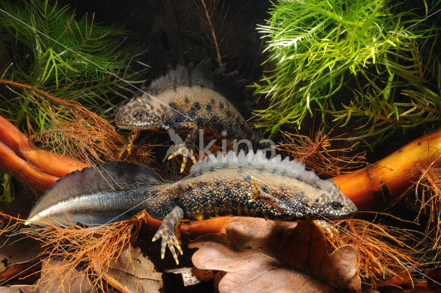 Kamsalamander (Triturus cristatus)