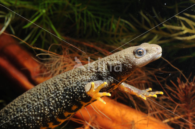 Kamsalamander (Triturus cristatus)