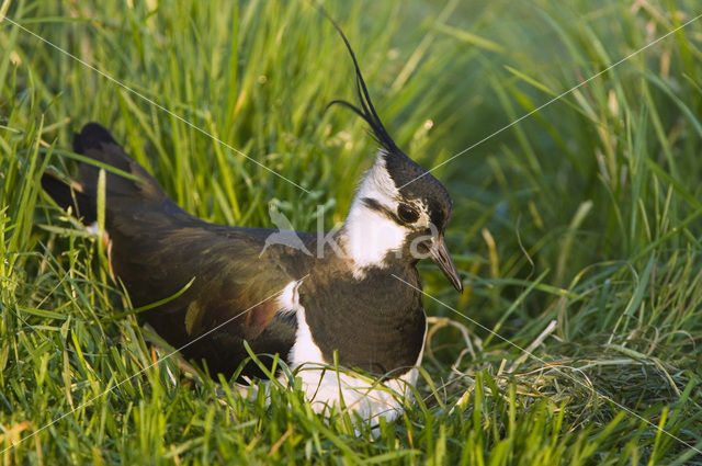 Kievit (Vanellus vanellus)