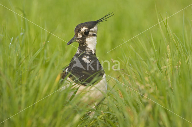 Kievit (Vanellus vanellus)