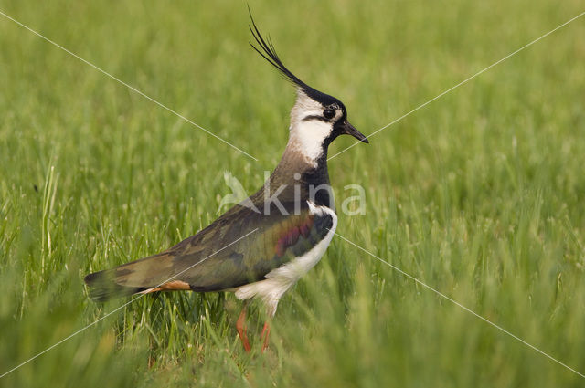 Kievit (Vanellus vanellus)