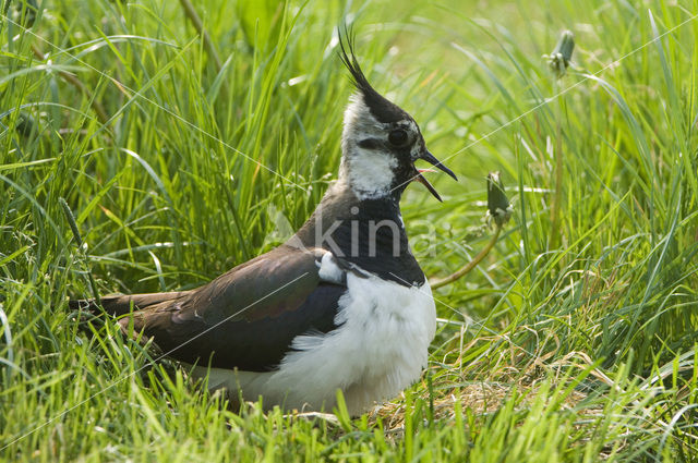 Kievit (Vanellus vanellus)