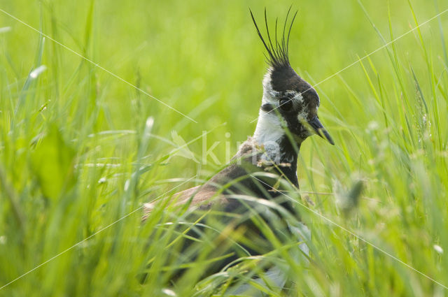 Kievit (Vanellus vanellus)