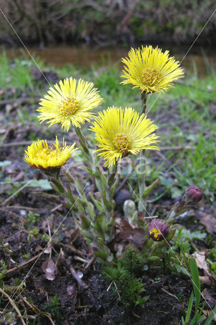 Klein hoefblad (Tussilago farfara)