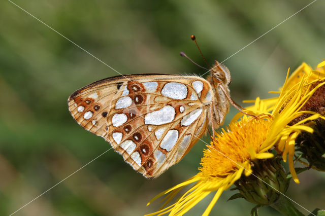 Kleine parelmoervlinder (Issoria lathonia)