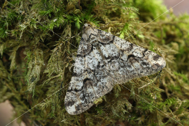 Pale Brindled Beauty (Agriopis leucophaearia)