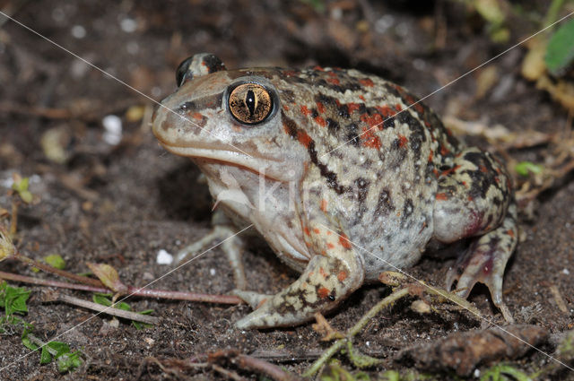 Knoflookpad (Pelobates fuscus)