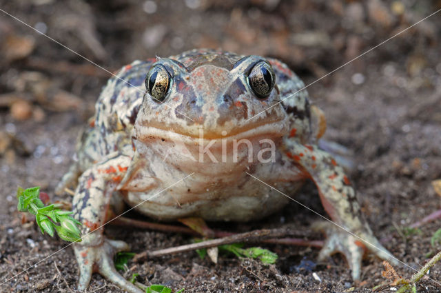 Knoflookpad (Pelobates fuscus)