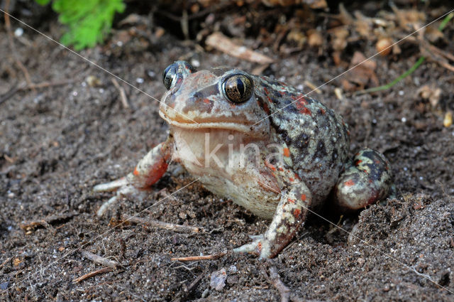 Knoflookpad (Pelobates fuscus)